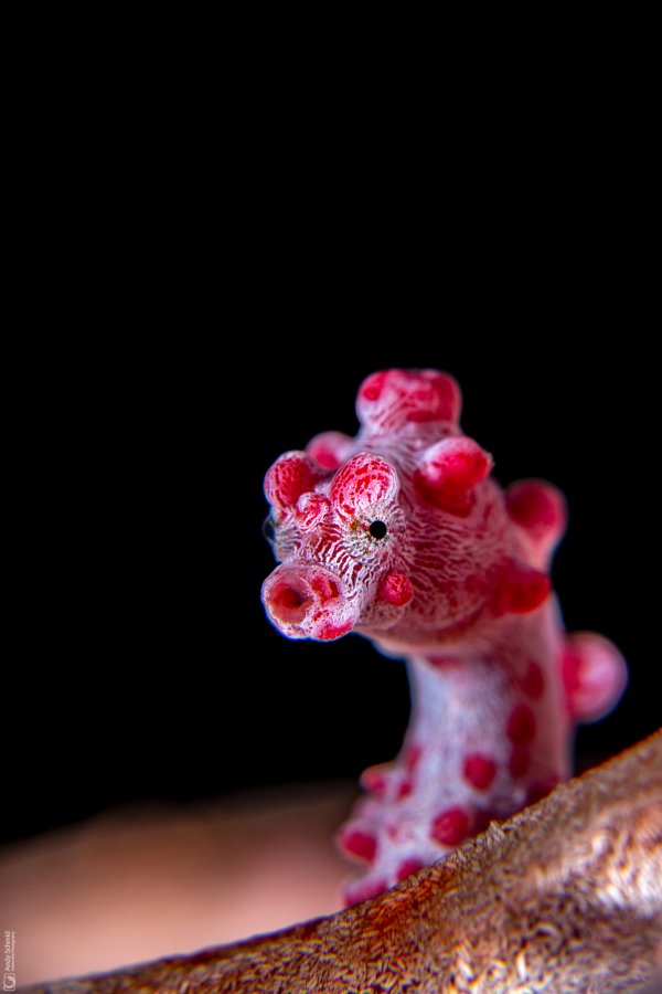Bargibant's Seahorse