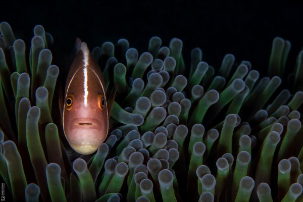Pink Anemonefish