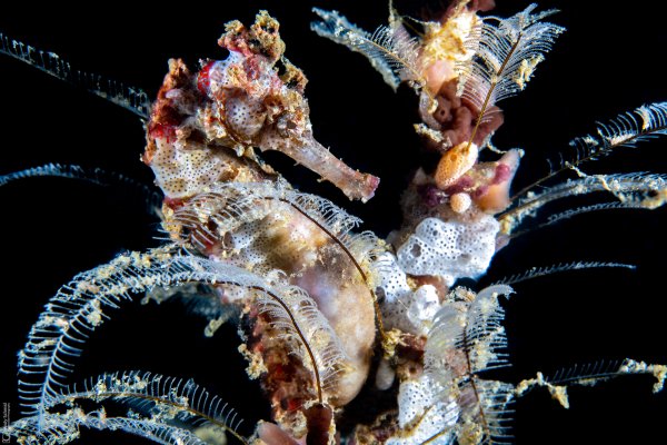 Estuary Seahorse