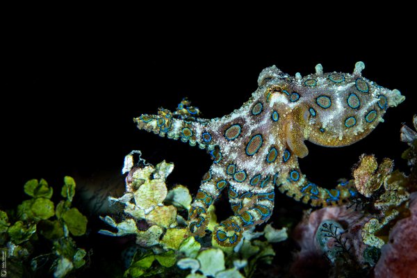 Greater Blue-Ringed Octopus