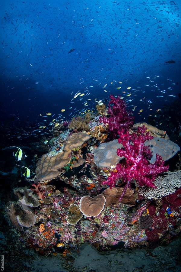 Reef Scene