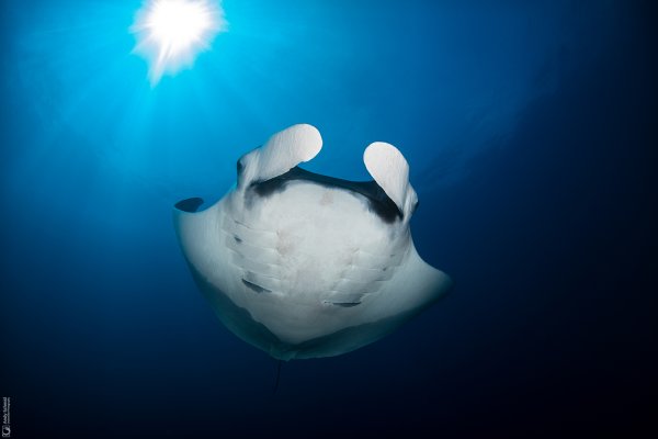 Giant Oceanic Manta Ray