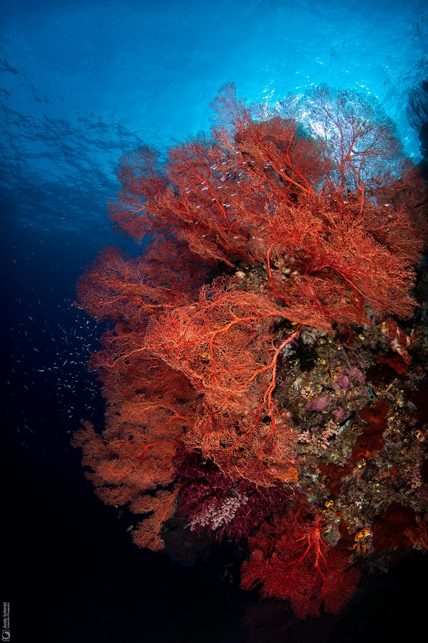 Reef Scene