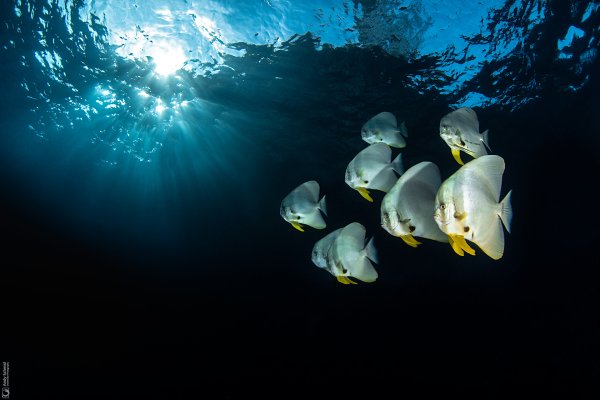 Longfin Batfishes