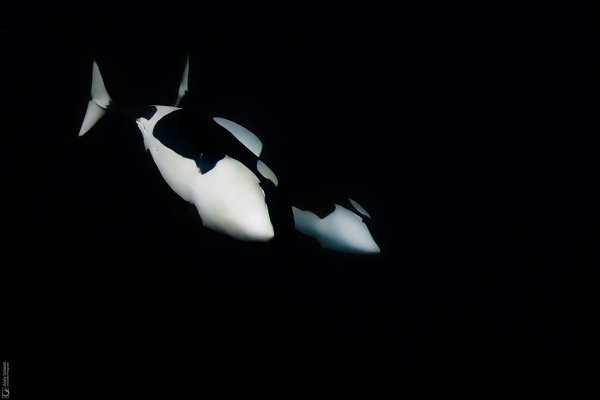 Orcas