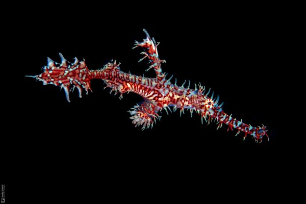 Ornate Ghost Pipefish