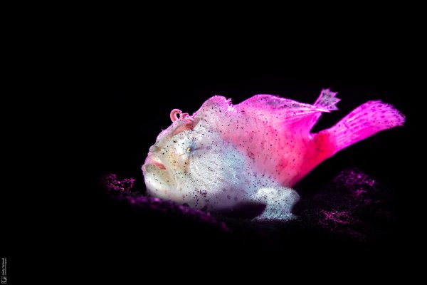 Painted Frogfish