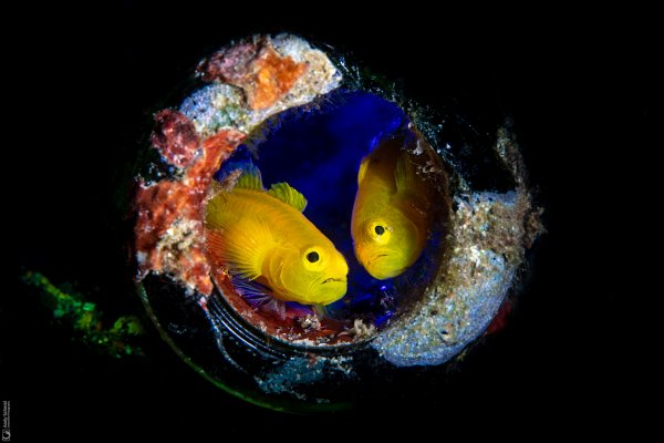 Golden Gobies