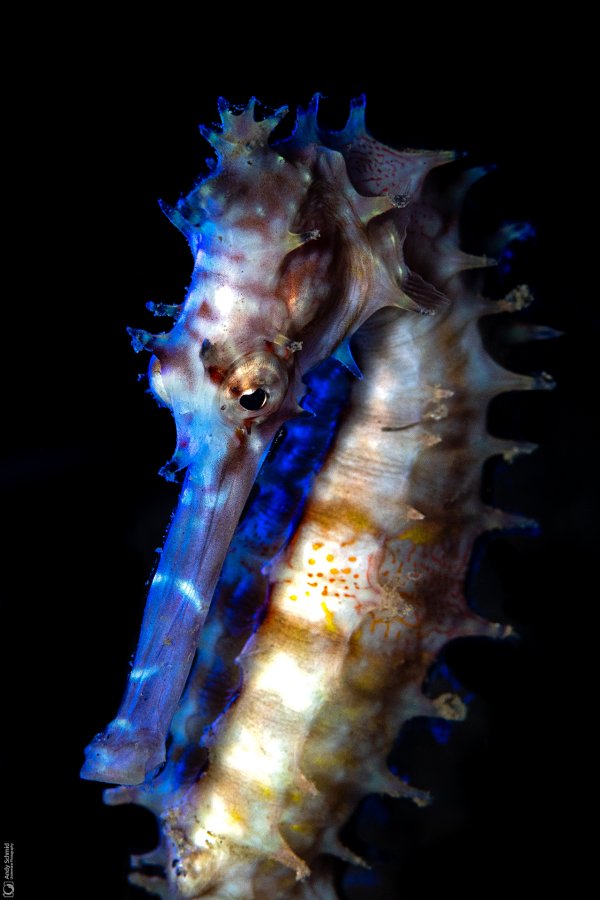 Thorny Seahorse