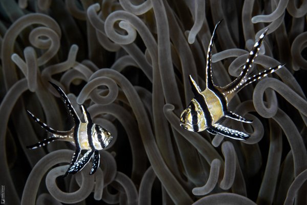 Banggai Cardinalfishes
