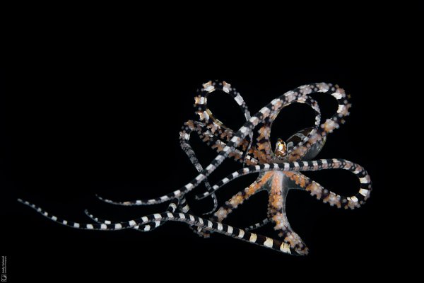 Wunderpus