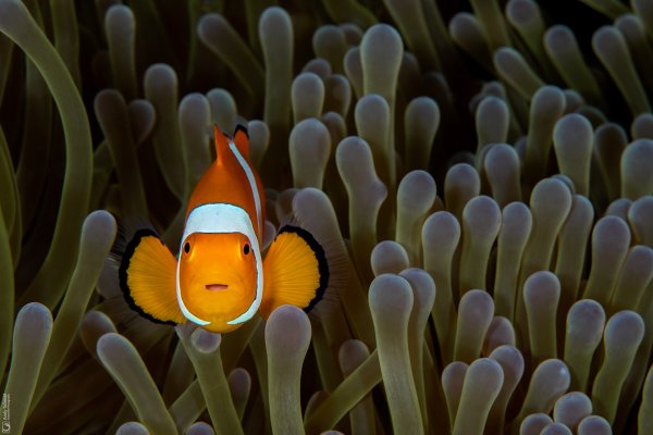 False Clown Anemonefish