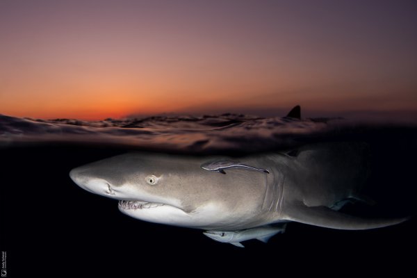 Lemon Shark