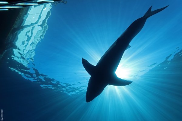 Great White Shark