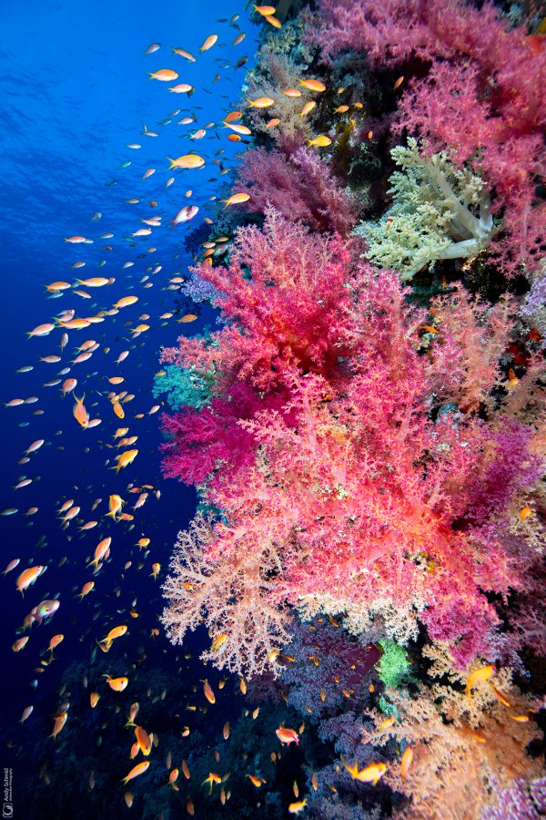 Reef Scene