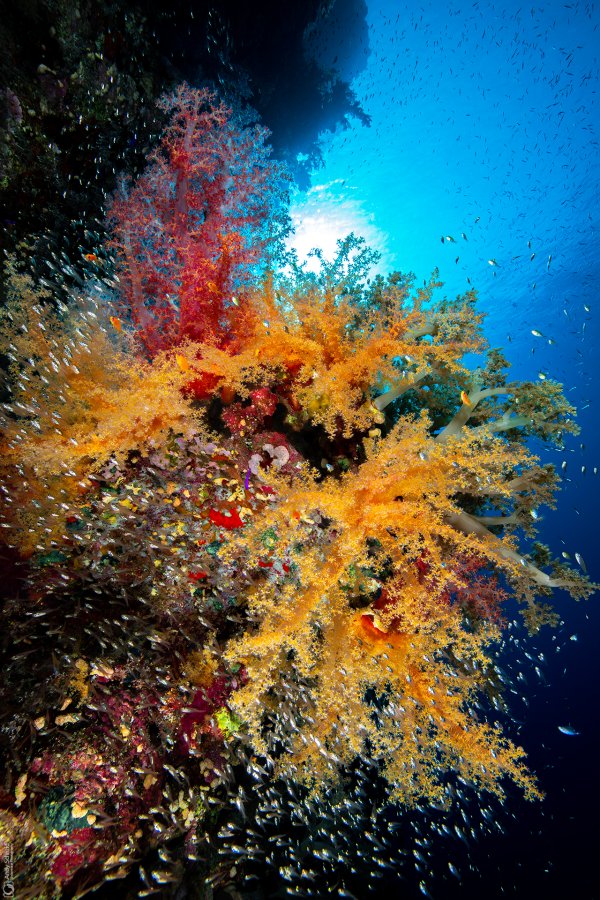 Reef Scene