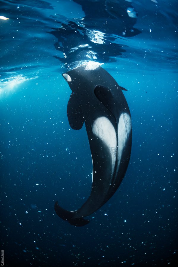This Must Be Underwater Love