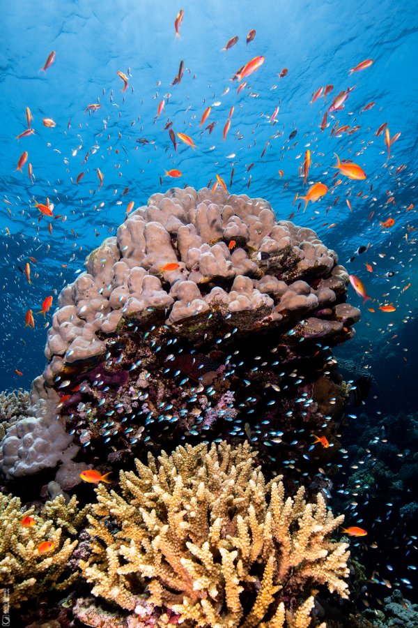 Reef Scene