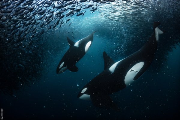 Orcas on the Hunt