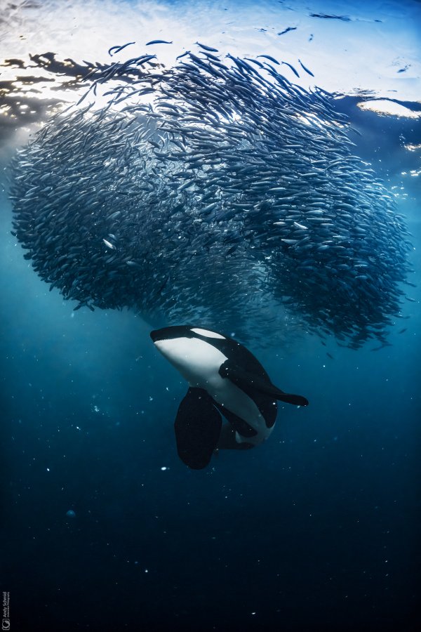 Big Boy Under the Bait Ball