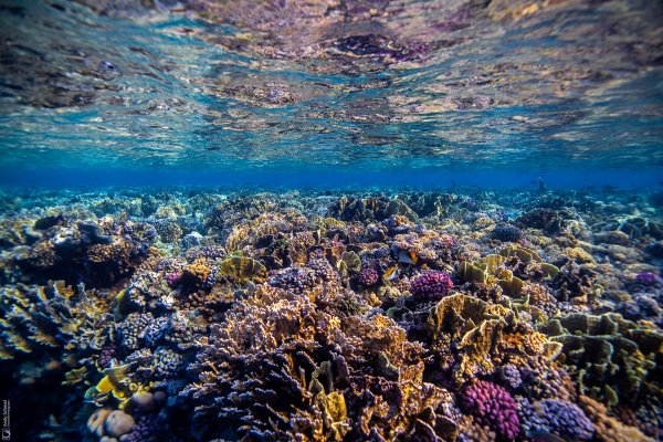 Reef Scene