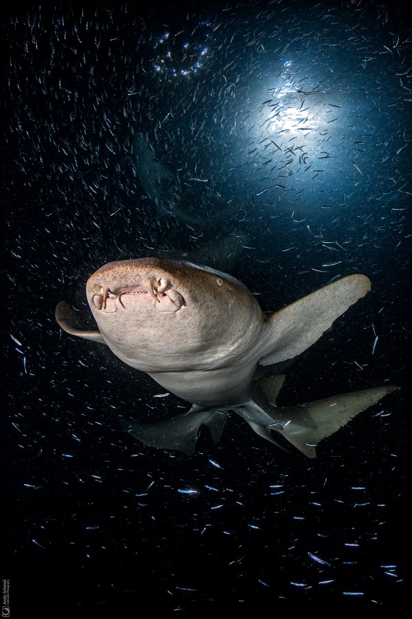 Tawny Nurse Sharks