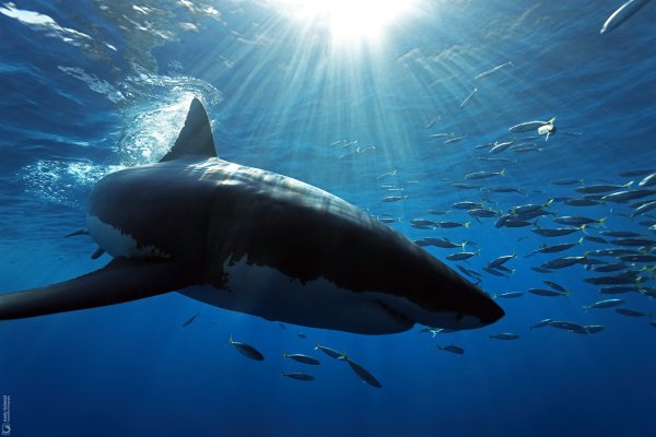 Great White Shark