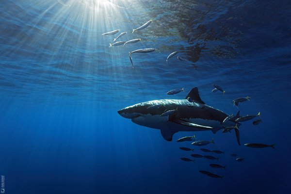 Great White Shark