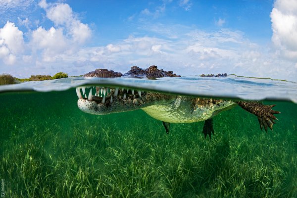 American Crocodile