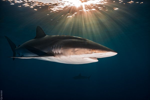 Silky Shark