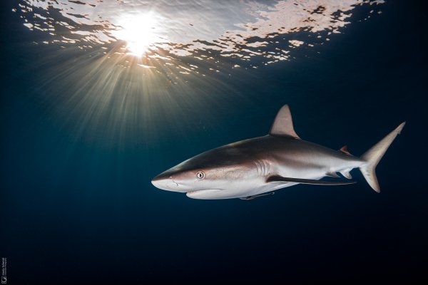 Caribbean Reef Shark