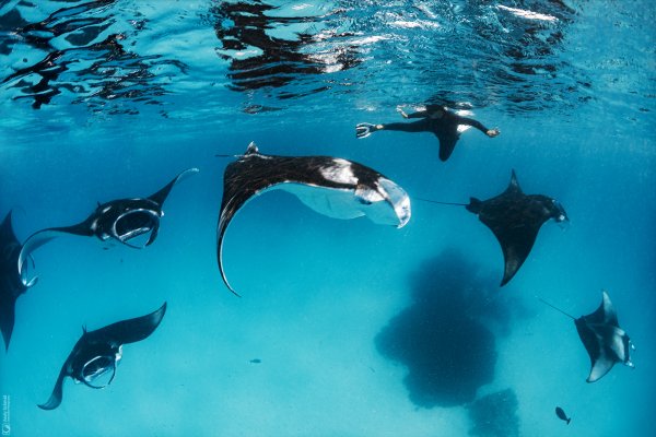 Reef Manta Rays