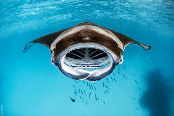 Reef Manta Ray