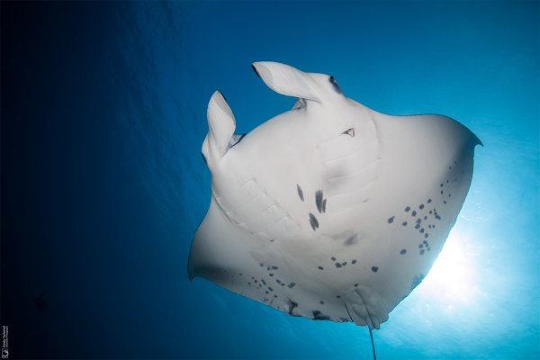 Reef Manta