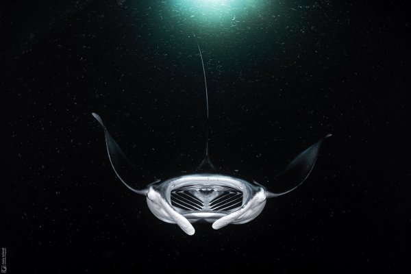 Reef Manta Ray