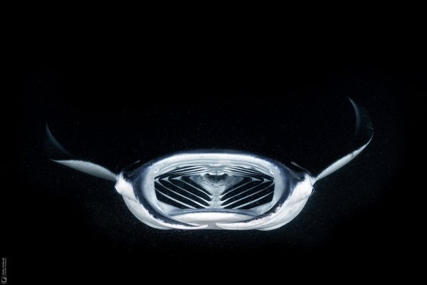 Reef Manta Ray
