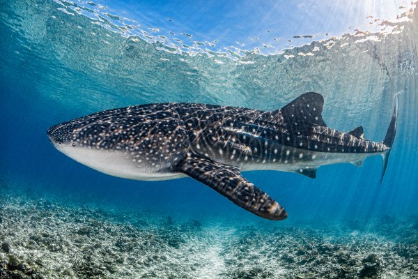 Whale Shark
