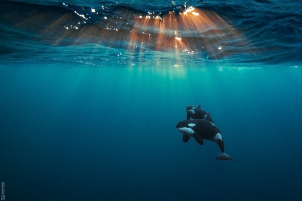 Orcas