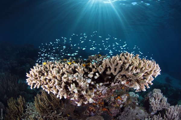 Reef Scene