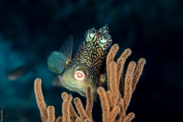 Honeycomb Trunkfish