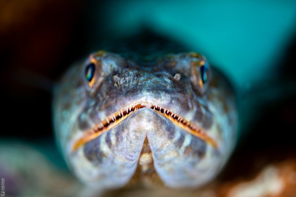 Lizardfish