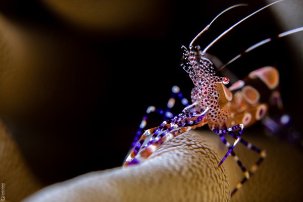 Spotted Cleaner Shrimp
