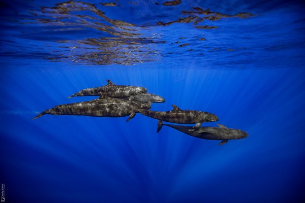 False Killer Whales