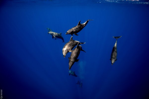 Bottlenose Dolphins