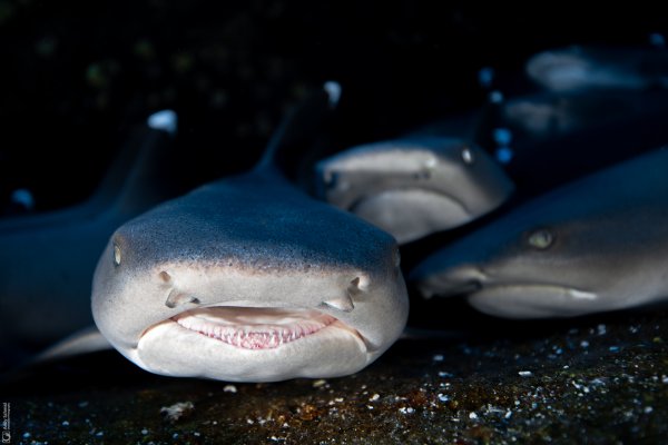 Whitetip Reef Sharks