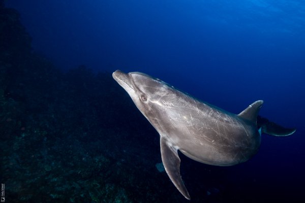 Bottlenose Dolphin