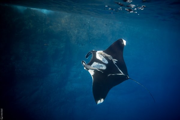 Giant Oceanic Manta Ray