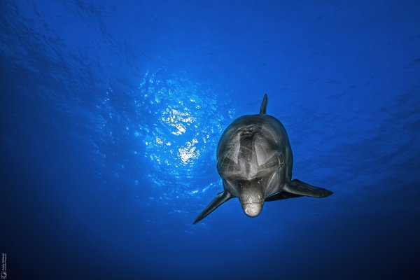 Bottlenose Dolphin