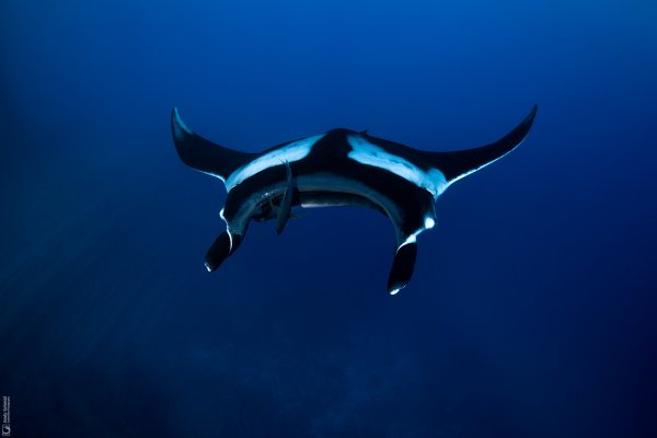 Giant Oceanic Manta Ray