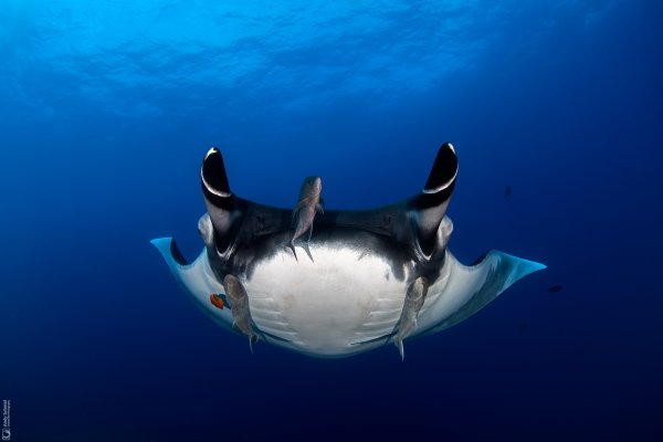 Giant Oceanic Manta Ray